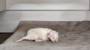 Маленький котенок зовет свою маму-кошку. Новорожденный котенок мяукает.