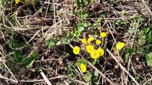 🌼Растение "Мать и Мачеха". Полезные свойства и рецепт?