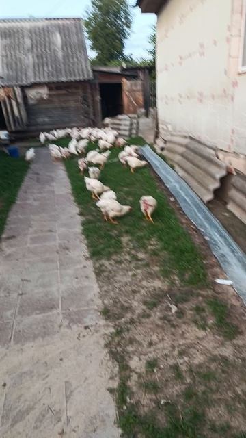 газонокосилка в действии 😁👍