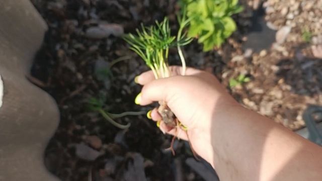 Прополка цветников. Отсыпаем тропинки. смотреть онлайн