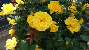 САДЫ ЯПОНИИ.  ПРЕКРАСНЫЕ РОЗОВЫЕ САДЫ НАКАНОДЗЕ ИЮНЬ 2025