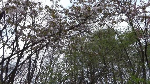 Весенний Владивосток, май 2025 г. смотреть онлайн