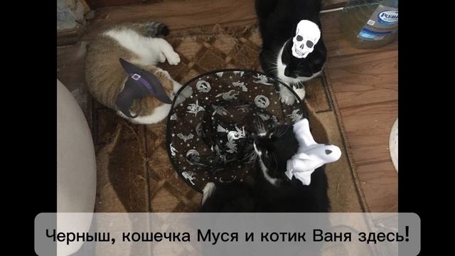 Песня на Хеллоуин Черныш вампир смотреть онлайн