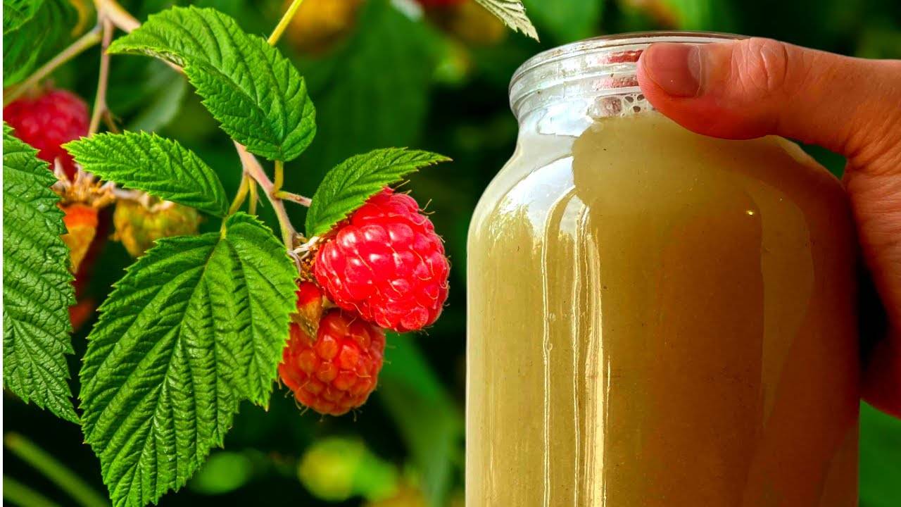 Секрет успешного малинника испытайте это удобрение в июле для невероятного урожая!