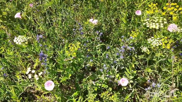 Чемал,жара.Опасные развлечения. смотреть онлайн