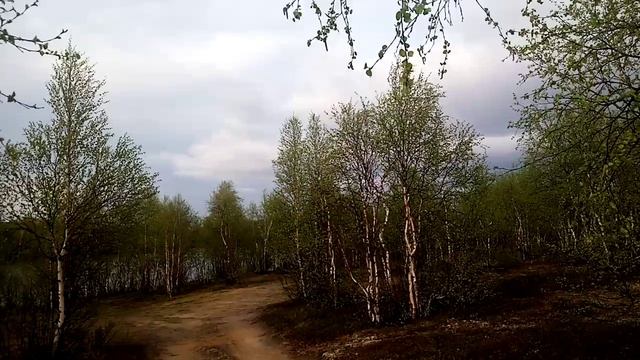 Вечерняя прогулка в лесу смотреть онлайн