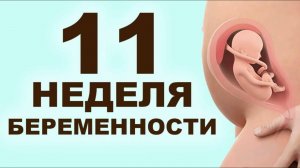 Что происходит с мамой и ребёнком на 11 неделе беременности? 3 месяц беременности. Первый триместр