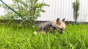 #лисёнок #лис #север