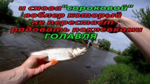 Хороший клев ГОЛАВЛЯ на воблеры в начале лета. Ловля голавля на спиннинг.