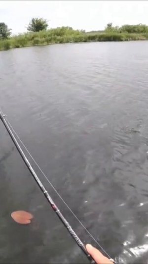 ЩУКА/ЛОВЛЯ ЩУКИ НА СПИННИНГ/ПОППЕР/ВАСИЛЬЕВСКИЕ ОСТРОВА/РЫБАЛКА В САМАРЕ/ЛЕТНЯЯ РЫБАЛКА/РЫБАК 87
