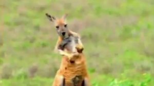 винни пух Леруа Мерлен глава 4