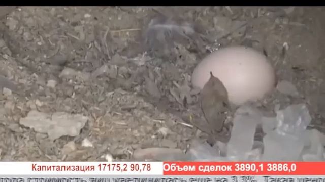 Деловые новости (Рика ТВ) от 22 января 2021 года