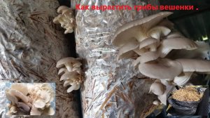 Как вырастить грибы ВЁШЕНКИ на дачном участке. Как вырастить грибы из мицелия. #грибы  #вёшенки