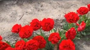 Приходит время с юга птицы прилетают.