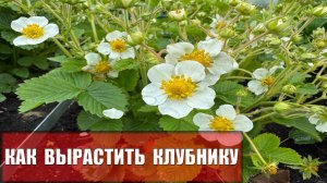 Как вырастить клубнику в открытом грунте на суглинке, где плодородного слоя совсем мало