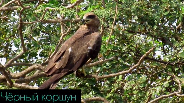 Дикая Индия. Хищные птицы, четыре вида смотреть онлайн