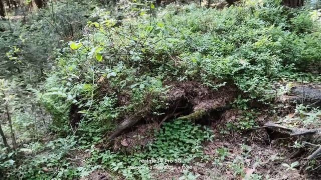 Прогулка #20 02.06.2025 #лес смотреть онлайн