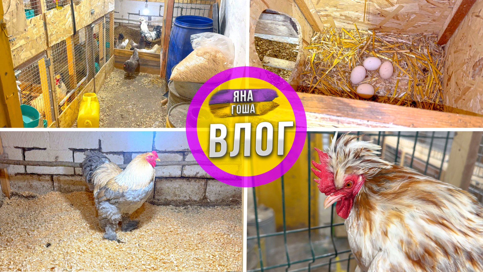 Меня ждал сюрприз в курятнике! Выпускаю птицу на свободу после заключения! смотреть онлайн