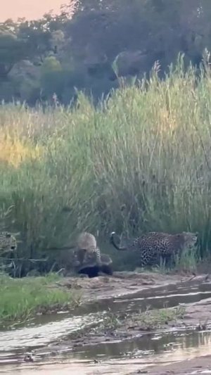 Медоед против трёх  леопардов