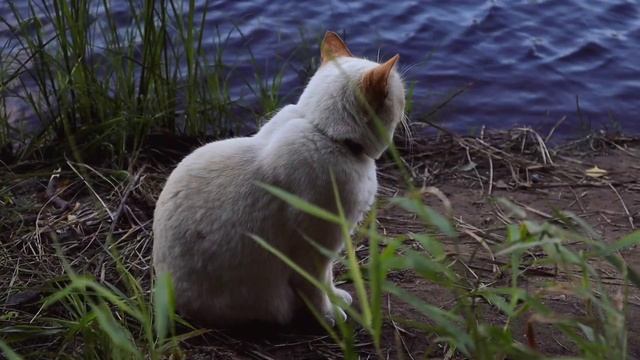 Шуя. Карелия . Август 2024. #тихийвлог  #релаксация #карел?