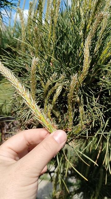 весенняя стрижка сосны 2025 смотреть онлайн