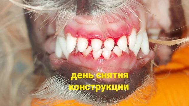 Велес-Вет. Исправление перекуса у собаки. Ортодонтия. смотреть онлайн
