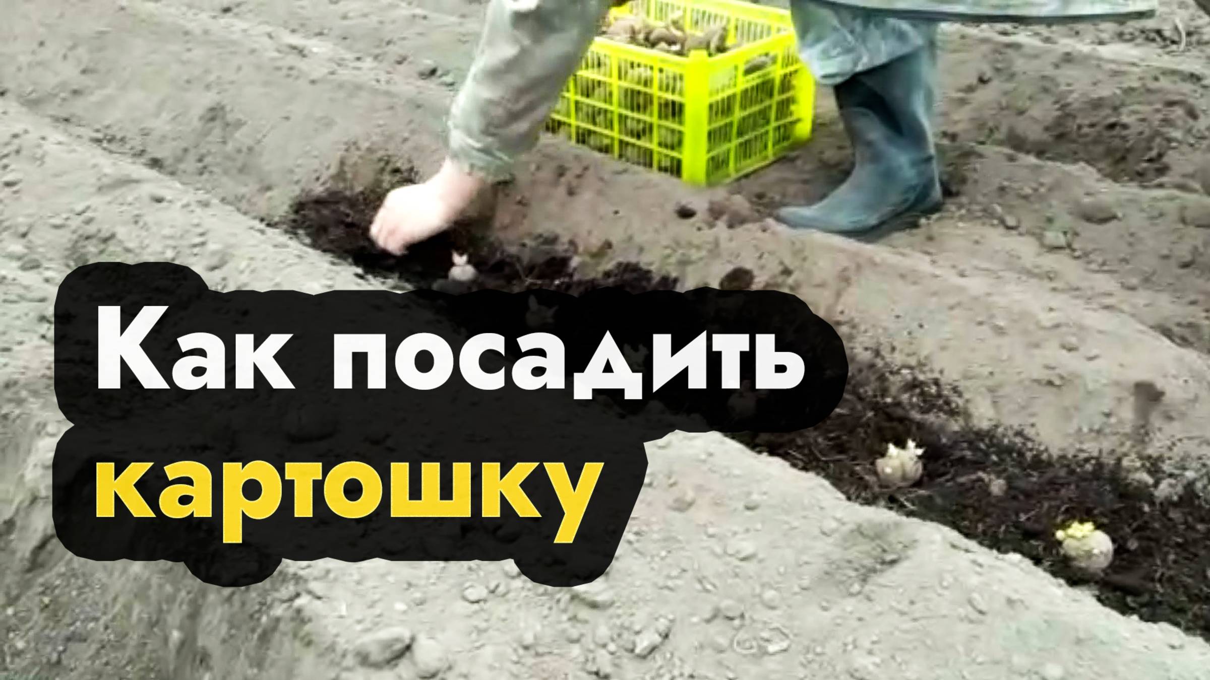 Как посадить картошку мотоблоком - садим картофель мотоблоком на даче смотреть онлайн