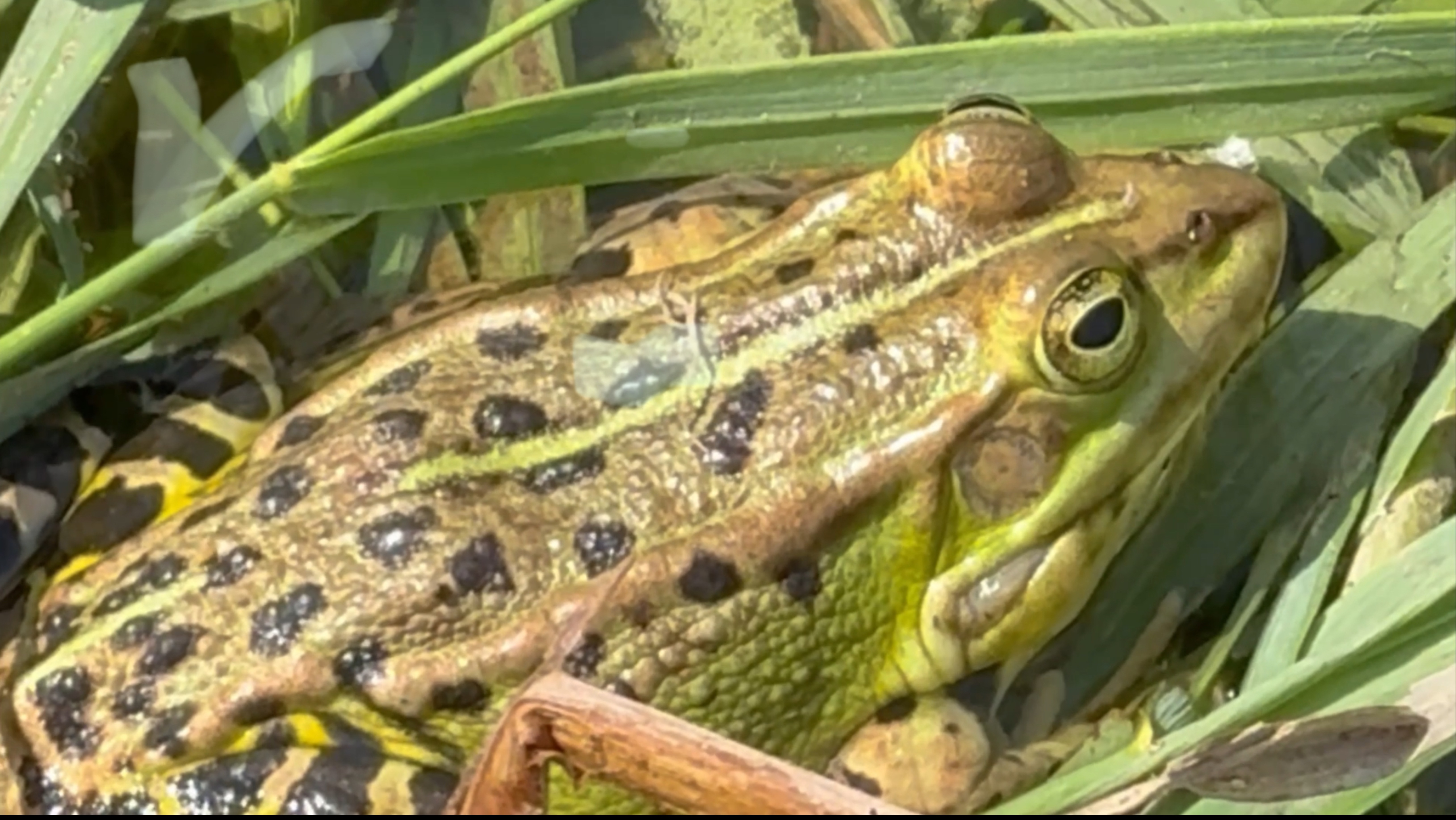 Уголок живой природы. Татарстан. смотреть онлайн