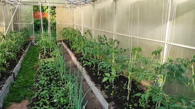 Формирую томаты. Что убрать, а что оставить？ смотреть онлайн