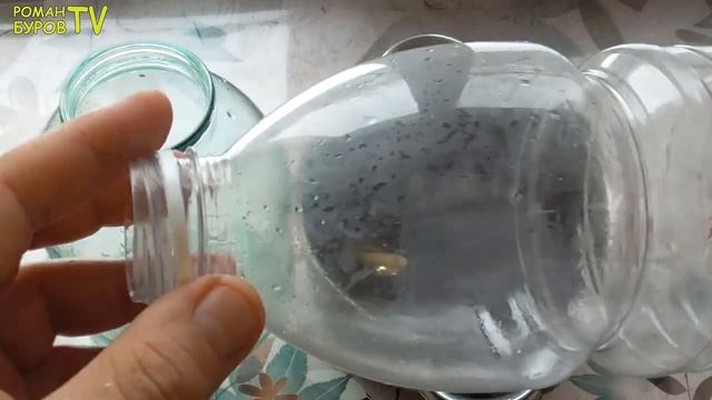 ДОЛГОЖИТЕЛЬ ПОДЕЛИЛСЯ РЕЦЕПТОМ ЦЕЛЕБНОЙ НАСТОЙКИ НА ЕЖЕВИКЕ. КАК СДЕЛАТЬ НАСТОЙКУ НА ЕЖЕВИКЕ.