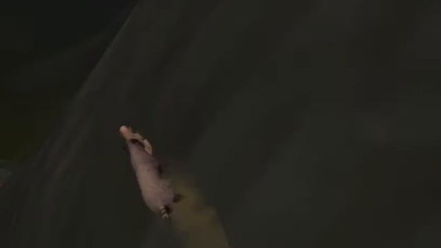 Paws:A shelter 2 1 часть смотреть онлайн
