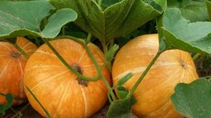 Куда садить тыкву, если нет места? #дача