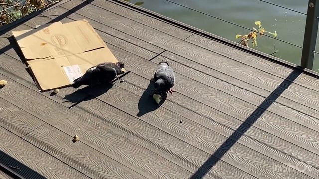 Как снимает айфон 11 в 4к 60 фпс