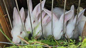 Кролики Белый Паннон