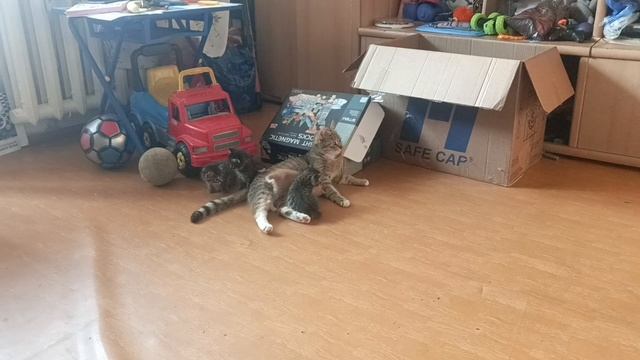 Упала сильно/ Коша с котятками/ Мой маникюр 💅 смотреть онлайн