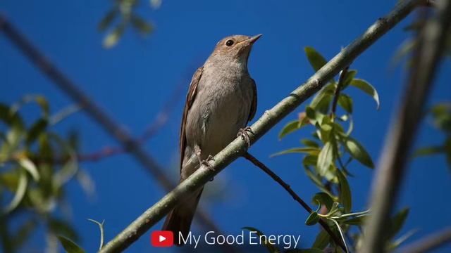 Nightingale in the village. the song of the nightingale in the village. Соловей в дер? смотреть онлайн