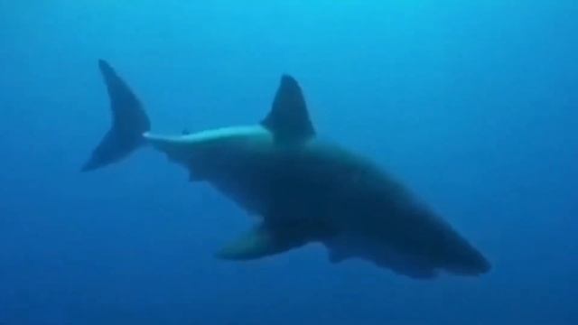 Ностальгия по МОБИЛЬНЫМ ИГРАМ 2010х | Hungry Shark, Angry Birds Go и д смотреть онлайн