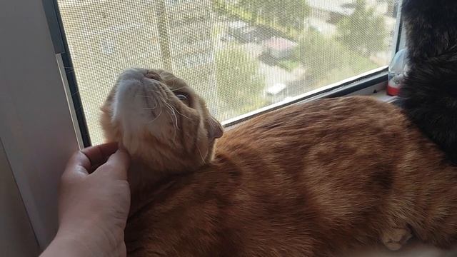 Симба не любит жару смотреть онлайн