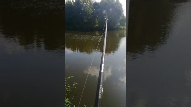 Шорс