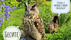 Сова филин Ёль позирует в цветах, как кошка Морошка научила. Летняя фотосессия совы в ирисах