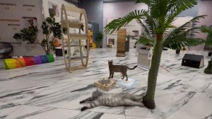 Супер кошки  🐈