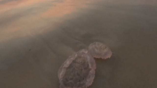 Тайский новый год. Красивый закат. Счастливый шалун. К? смотреть онлайн