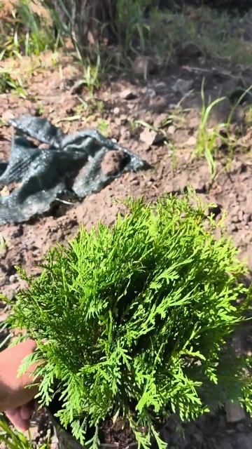 Это туя даника или нет? Пересорт в питомнике? смотреть онлайн