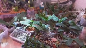 Перезд орхидей в Деревню, как же это все сложно НО. Вся моя работа улетает .