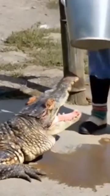 Тоже скотина 🤣 🐊