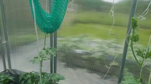 Арбузы на спецподвое на 21 день от посадки