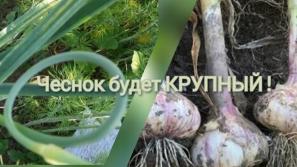 Удаление стрелок и подкормка чеснока для увеличения головки смотреть онлайн