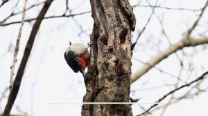 Птицы весеннего леса | какие птицы поют в марте