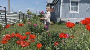 ПРОСТАЯ ЖИЗНЬ В ДЕРЕВЕНСКОМ ДОМЕ/ОДНА НА ХОЗЯЙСТВЕ