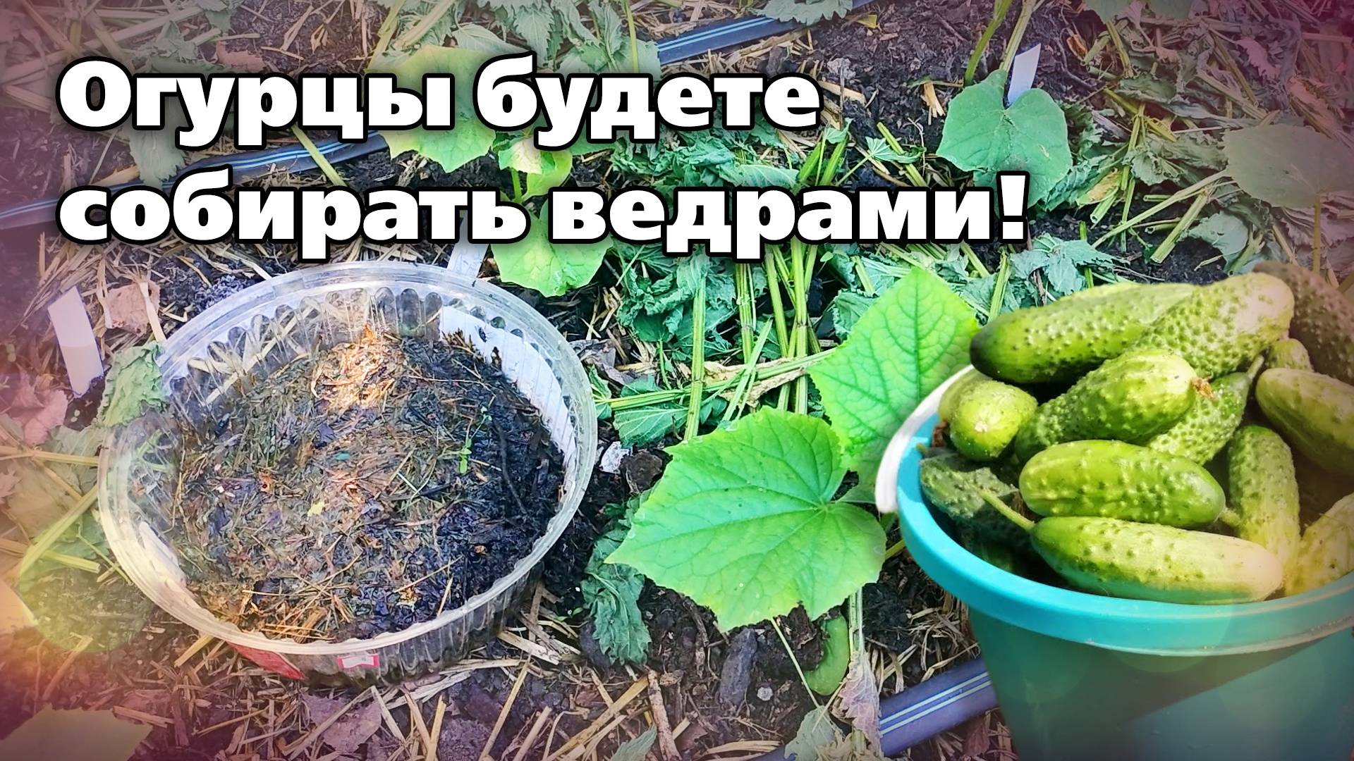 Тонкости выращивания огурцов пучкового типа. Как выращивать и чем подкармливать смотреть онлайн